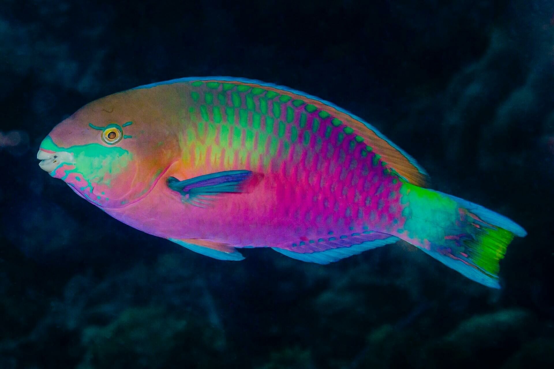 Imagem do Peixe Papagaio